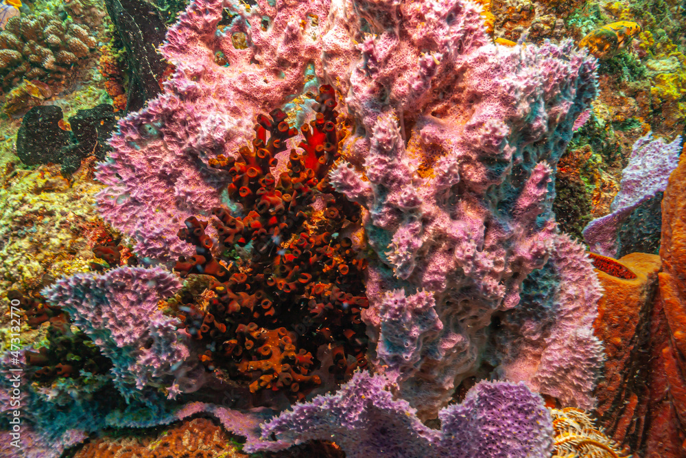 Coral reef South Pacific Coral reef South Pacific