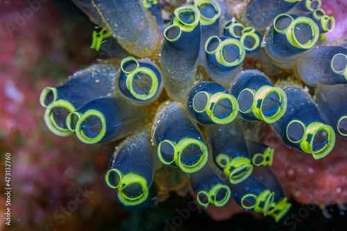 Clavelina robusta , tunicate ,sea squirt photo