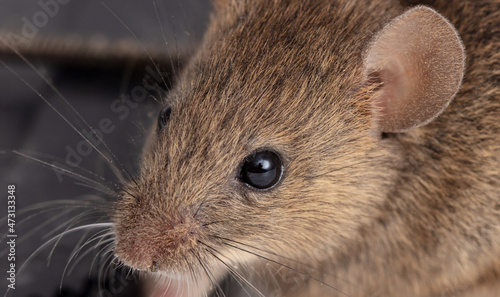 Close-up portrait of a mouse.