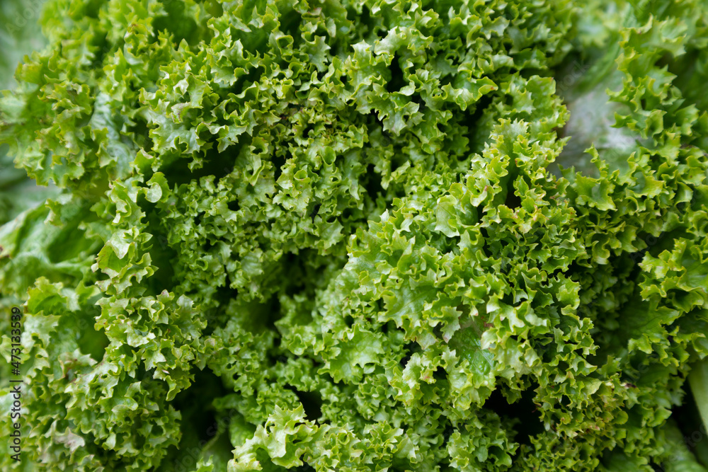 Lechuga verde (alimento) en un mercado