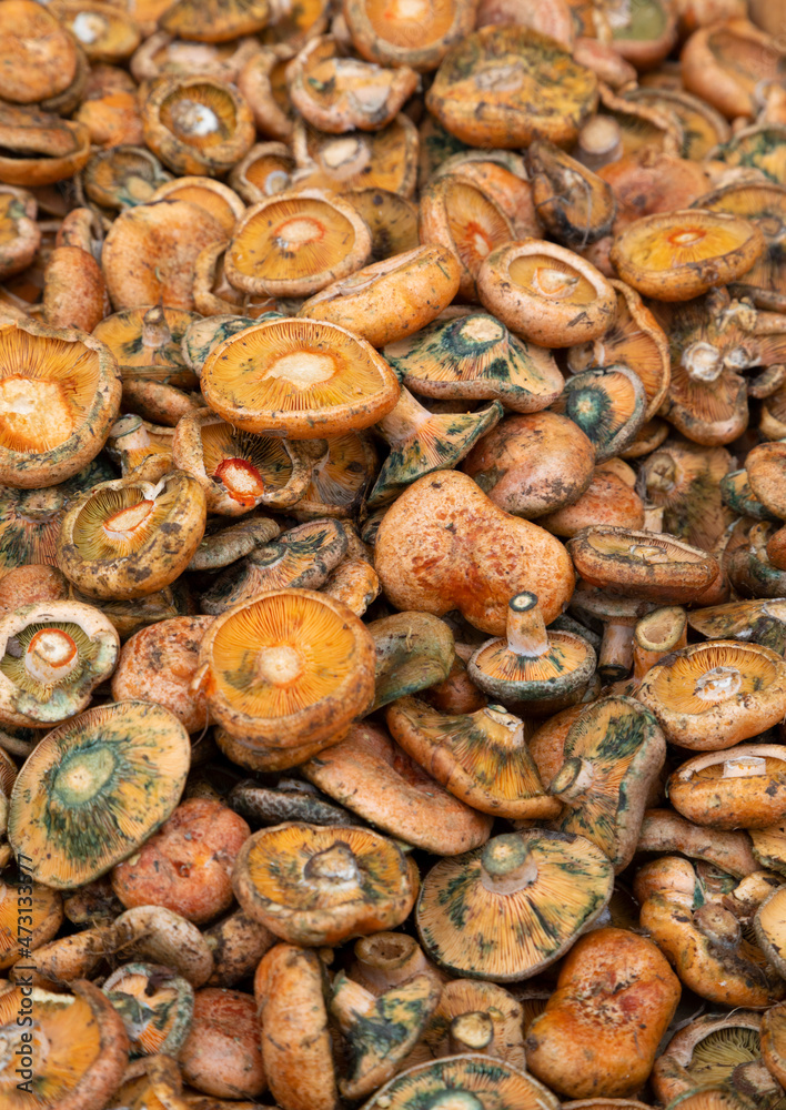 Rovellones (Lactarius deliciosus) o níscalos (setas de otoño)
