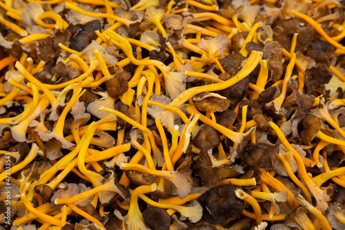 Trompetas amarillas o angulas de monte (cratherellus lutescens). Seta, otoño. (camagroc en catalán)