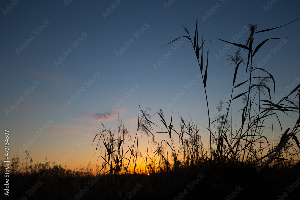 Obraz premium 日の出直前の空と植物のシルエット