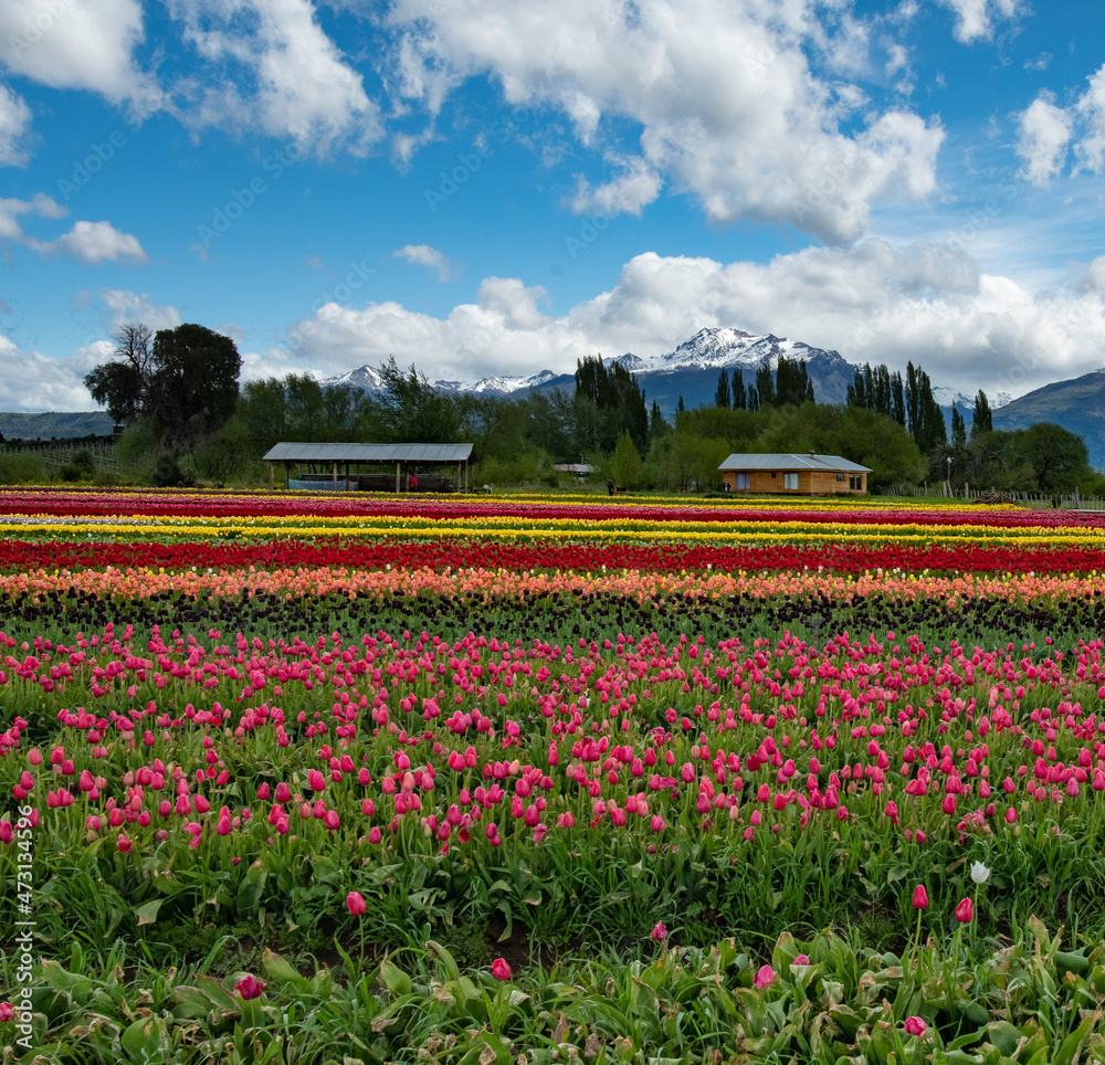 field of tulips