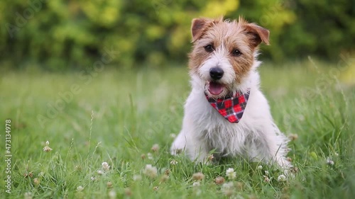 Cute happy trained obedient pet dog puppy sitting and panting in the grass. Animal training.