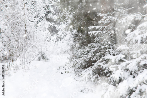 Winter landscape. Forest under the snow. Winter in the park.