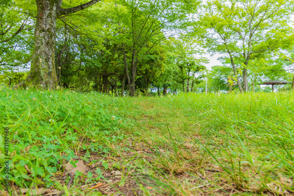 Fototapeta premium 森の中の草むら