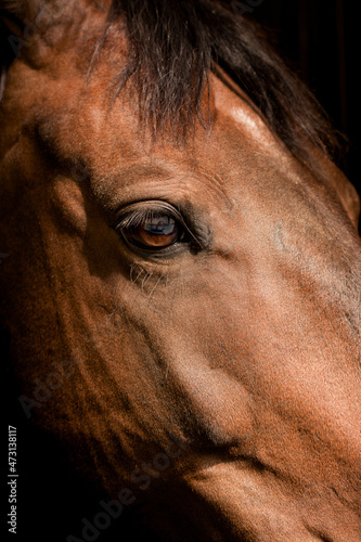 horse head close-up. the red horse. The eye of a beautiful horse on a dark background close-up, the muzzle of an animal. Traken breed .poster on the wall © Nataliya