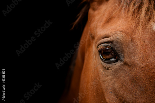 horse head close-up. the red horse. The eye of a beautiful horse on a dark background close-up, the muzzle of an animal. Traken breed .poster on the wall