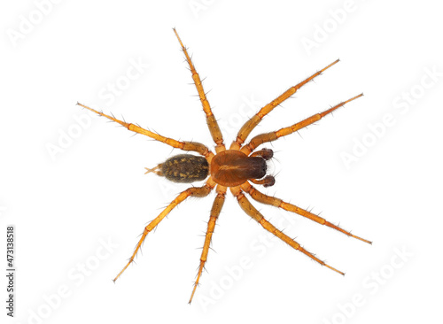 Mediterranean funnel weaver spider isolated on white background, Lycosoides coarctata male