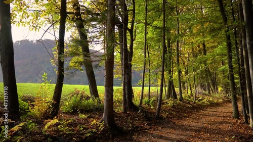Walk on forest trail covered with autumn leaves. Autumn park or woods. Beautiful nature landscape. Edge of pristine forest in October. Fall season. Green meadow in the background. Forward moving
