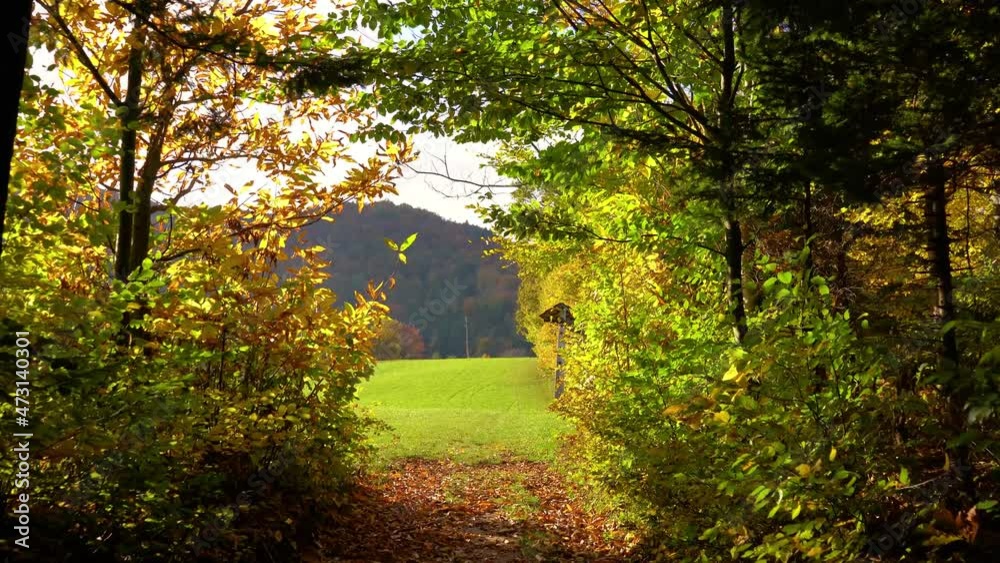 Walk in forest covered with autumn leaves. Autumn park or woods. Beautiful nature landscape. Edge of pristine forest in October. Fall season. Green meadow in the distance. Forward moving Walk in forest covered with autumn leaves. Autumn park or woods. Beautiful nature landscape. Edge of pristine forest in October. Fall season. Green meadow in the distance. Forward moving