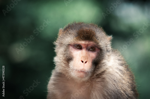 Portrait of a Rhesus macaque monkey  Macaca  on green forest background  India. Animal photography