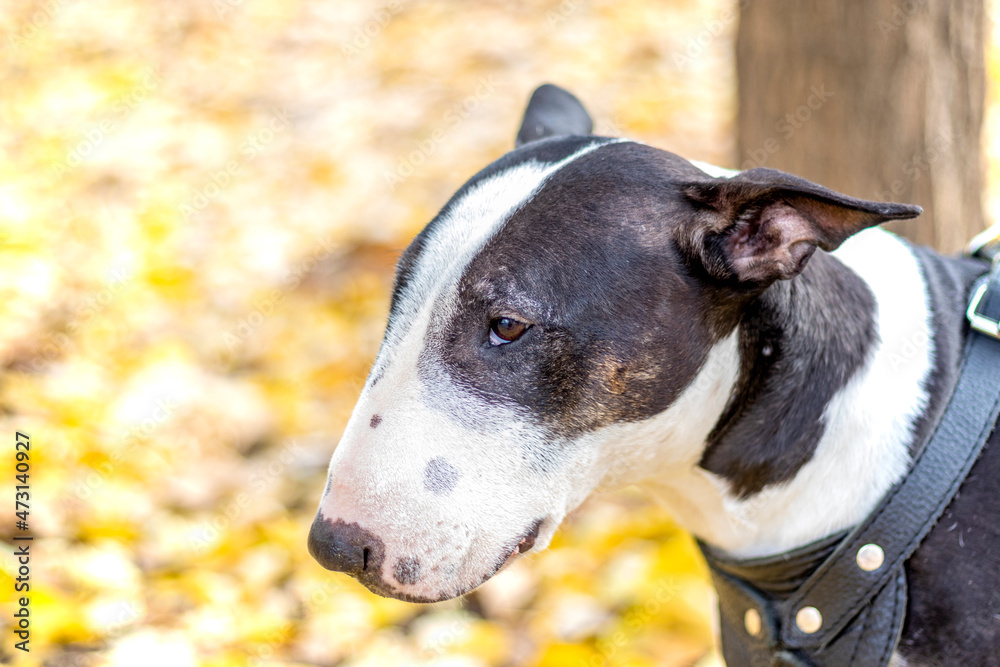 Spotted bull terrier on background of autumn foliage. Portrait, head shot. Bull terrier in harness, female dog, side view