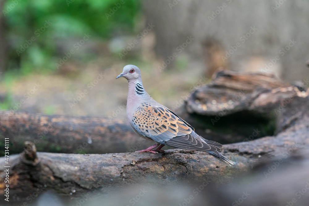 The European turtle dove (Streptopelia turtur) The European turtle dove (Streptopelia turtur)