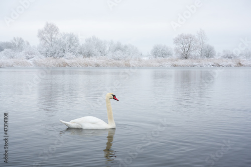 Alone white swan swim in the winter lake water in sunrise time. Frosty snowy trees on background. Animal photography