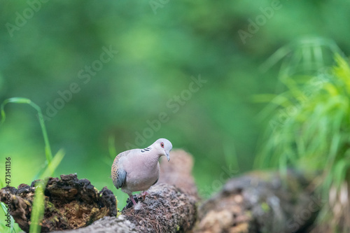 The European turtle dove (Streptopelia turtur) photo