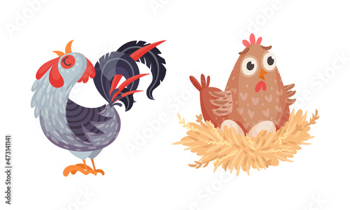 Rooster and nesting hen, farm poultry birds breeding cartoon vector illustration