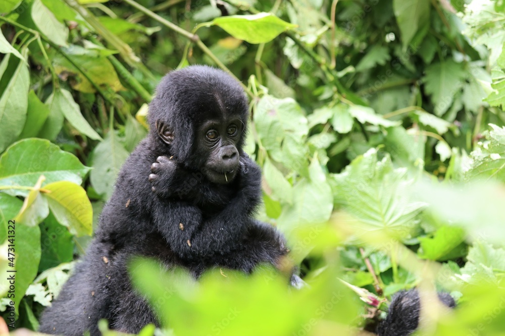 Obraz premium baby mountain gorilla (gorilla beringei beringei) - Bwindi Nationalpark, Uganda, Africa