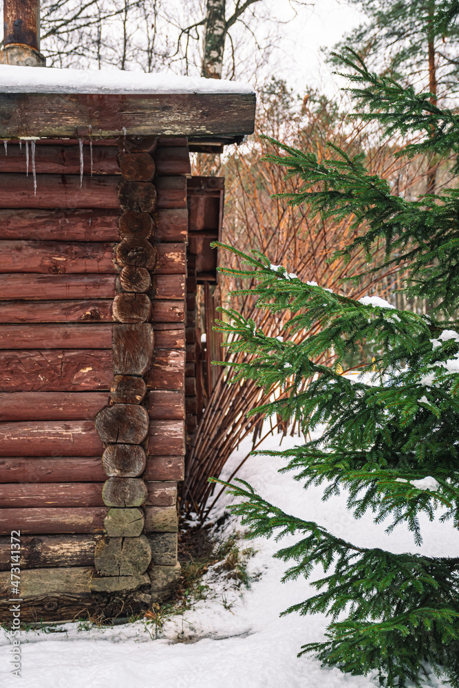 Fototapeta premium Winter icicles hanging from a roof of an old wooden house in the forest with snow and fir trees background, vertical