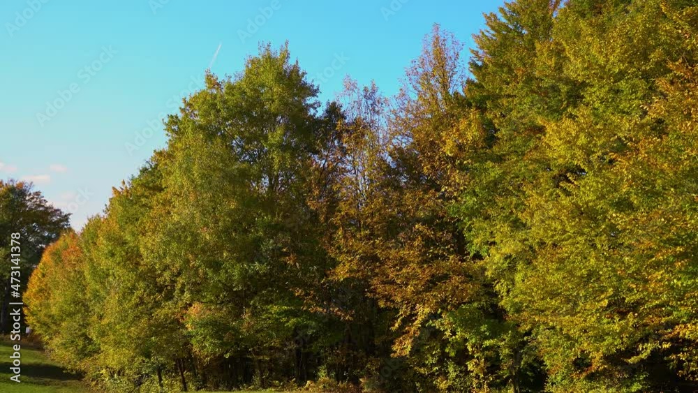 View of tall trees in autumn season. Colorful pristine forest. Calming landscape footage. Woods edge. Colors of October. Vibrant foliage. Beautiful sunny day. Forward moving, tilt up View of tall trees in autumn season. Colorful pristine forest. Calming landscape footage. Woods edge. Colors of October. Vibrant foliage. Beautiful sunny day. Forward moving, tilt up