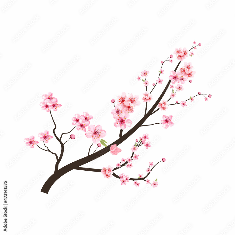 Cherry blossom branch with pink Sakura flower vector. Cherry blossom with watercolor Sakura flower blooming. Watercolor cherry flower. Japanese Cherry blossom vector. Sakura branch. Cherry blossom branch with pink Sakura flower vector. Cherry blossom with watercolor Sakura flower blooming. Watercolor cherry flower. Japanese Cherry blossom vector. Sakura branch.