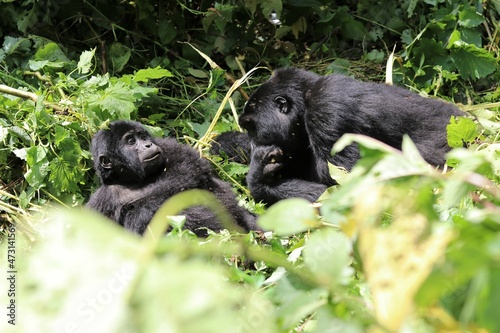 baby mountain gorilla (gorilla beringei beringei) - Bwindi Nationalpark, Uganda, Africa © Christian