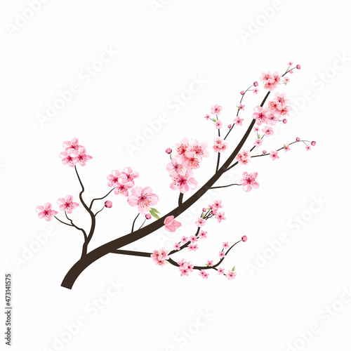 Cherry blossom branch with pink Sakura flower vector. Cherry blossom with watercolor Sakura flower blooming. Watercolor cherry flower. Japanese Cherry blossom vector. Sakura branch. © Ifti Digital