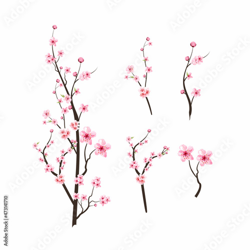 Cherry blossom with watercolor blooming Sakura. Realistic Cherry blossom branch elements. Sakura flower branch illustration. Pink watercolor cherry flower vector. Japanese Cherry blossom vector.