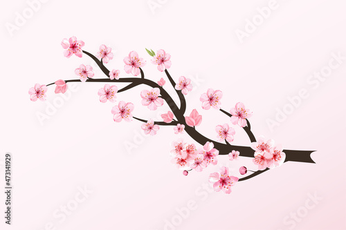 Cherry blossom branch with Sakura flower vector. Sakura flower branch illustration. Cherry branch with pink sakura. Realistic watercolor cherry flower vector. Japanese Cherry blossom vector.