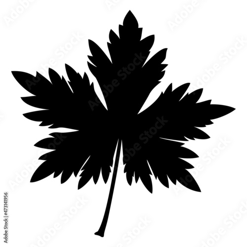Silhouette of a leaf on a white background.