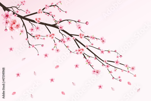 Cherry blossom with watercolor Sakura flower. Cherry blossom leaves falling. Realistic sakura branch vector. Japanese Cherry blossom vector. Pink Sakura flower falling. Cherry branch with Sakura.