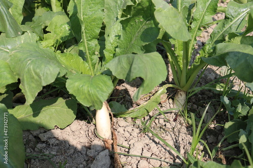 radish farm on field for harvest photo