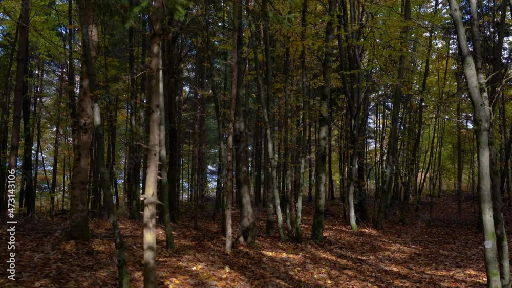 Pristine autumn forest in October. Fall season. Amazing and colorful woods. Lot of golden-brown leaves on the floor. Clean environment. Tilt up Pristine autumn forest in October. Fall season. Amazing and colorful woods. Lot of golden-brown leaves on the floor. Clean environment. Tilt up