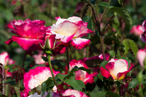 The name of this rose is  Double Delight .