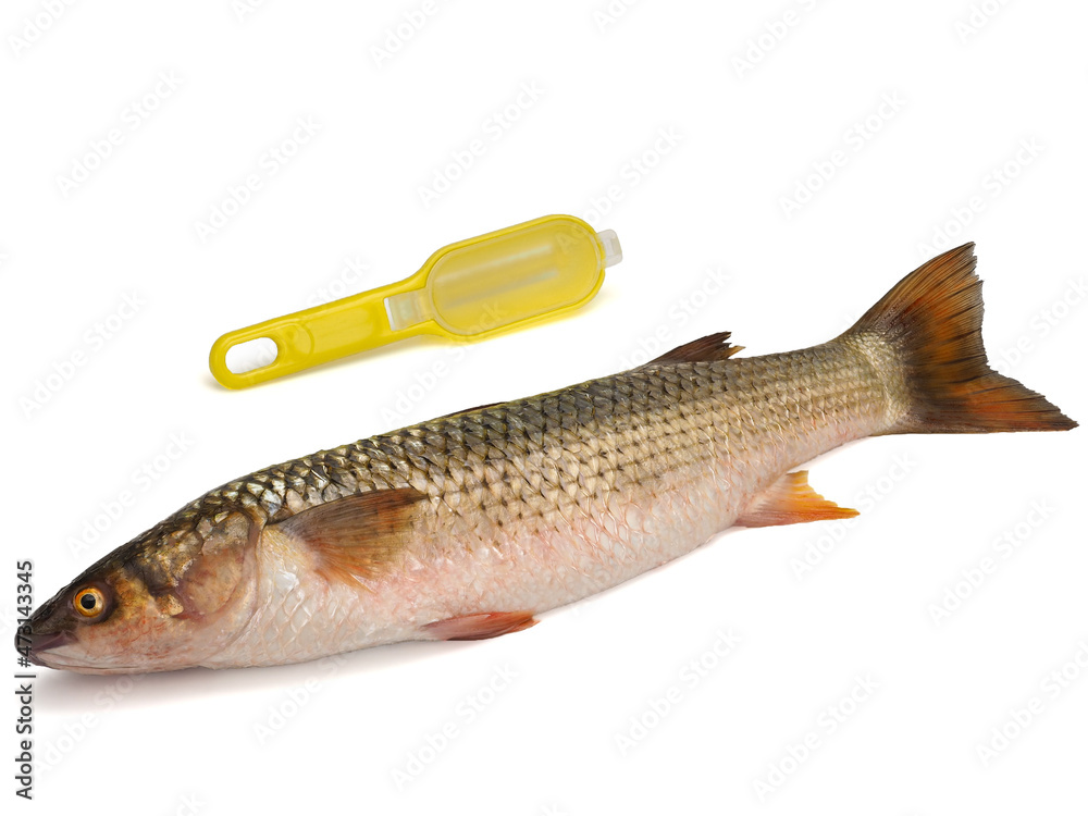 Red-finned mullet isolated on a white background Red-finned mullet isolated on a white background