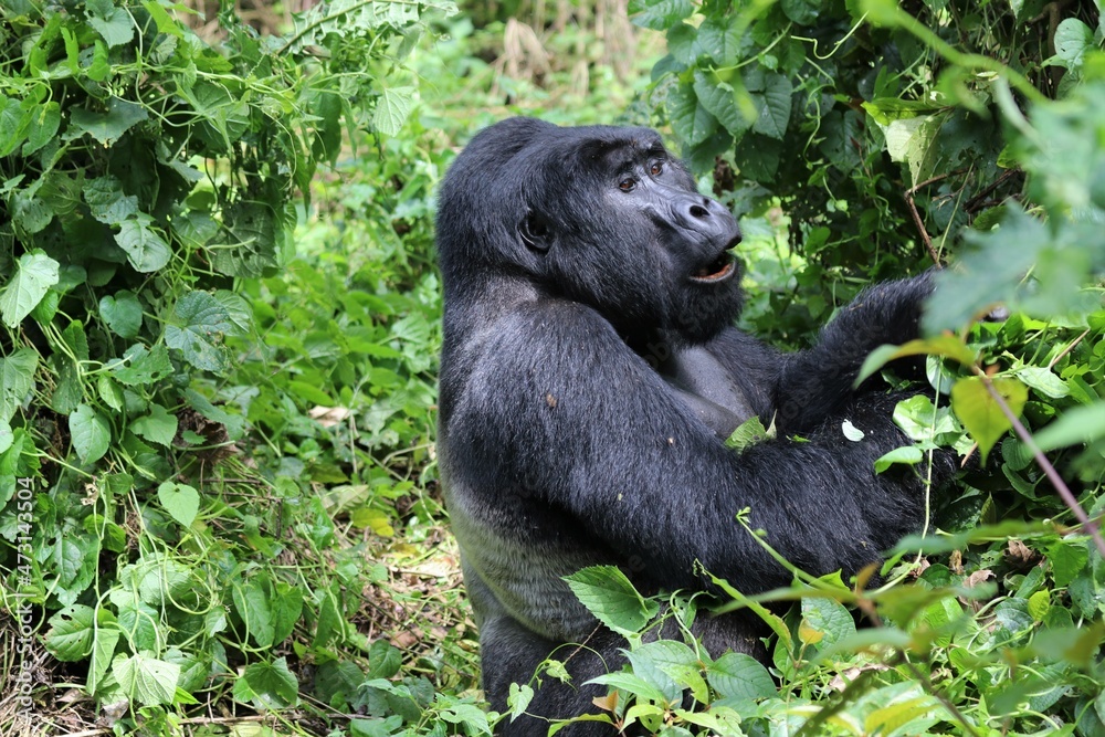 mountain gorilla (gorilla beringei beringei) - Bwindi Nationalpark, Uganda, Africa mountain gorilla (gorilla beringei beringei) - Bwindi Nationalpark, Uganda, Africa
