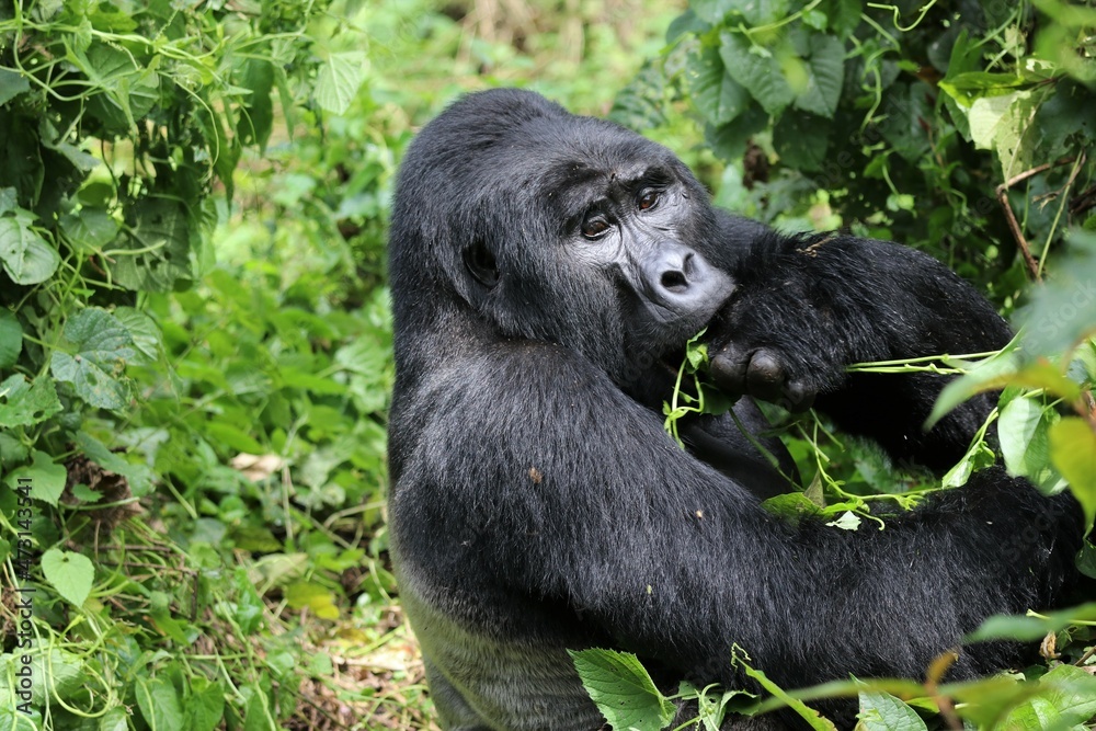 mountain gorilla (gorilla beringei beringei) - Bwindi Nationalpark, Uganda, Africa