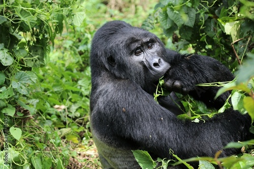 mountain gorilla (gorilla beringei beringei) - Bwindi Nationalpark, Uganda, Africa