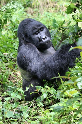 mountain gorilla (gorilla beringei beringei) - Bwindi Nationalpark, Uganda, Africa © Christian