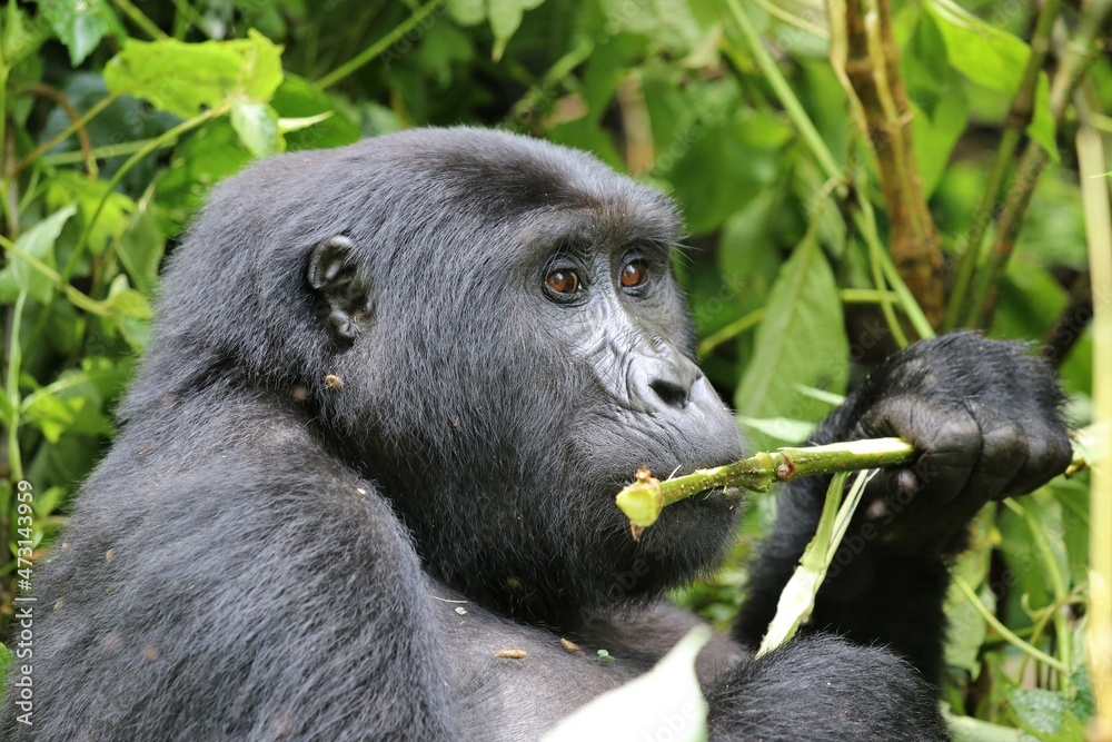 Fototapeta premium mountain gorilla (gorilla beringei beringei) - Bwindi Nationalpark, Uganda, Africa