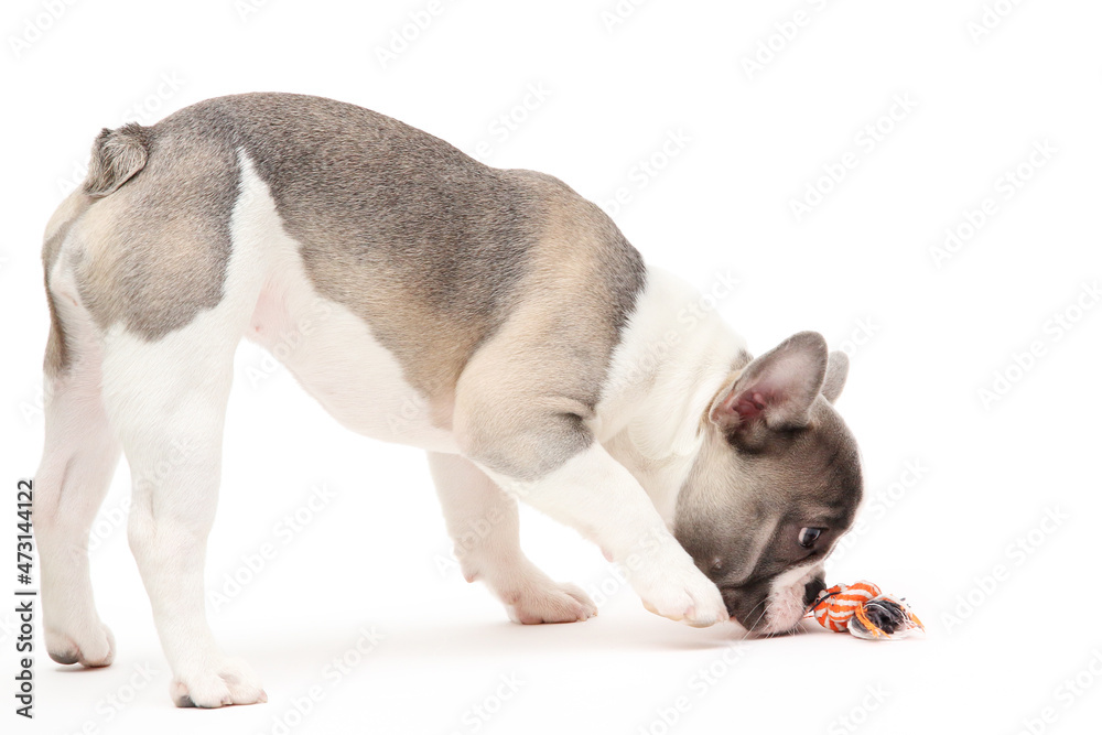 French bulldog puppy plays French bulldog puppy plays
