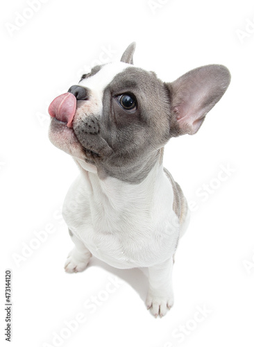French bulldog puppy licks oneself