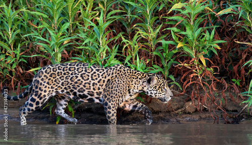Crouching Jaguar in the water on the river. Green natural background. Panthera onca. Natural habitat. Cuiaba river, Brazil