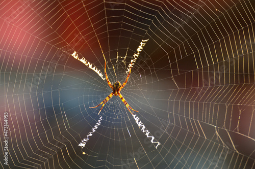 The spider is on the web waiting for its prey.