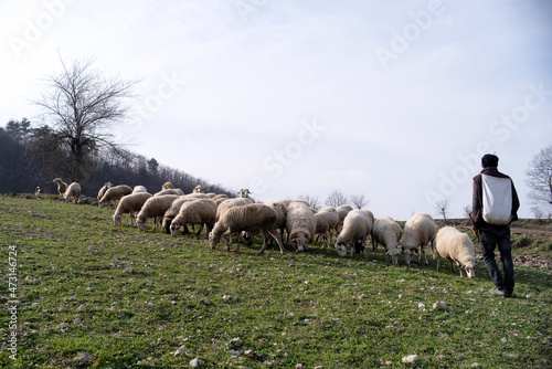  A shepherd wathing his sheeps grazing at a rural area