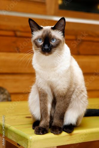 cute and lovely siamese cat 