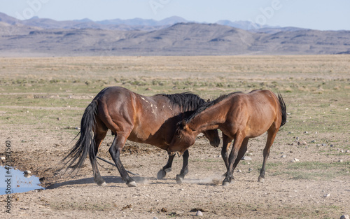 Pair of Wild Horse Stallions Fighting in the Utah Desert © natureguy