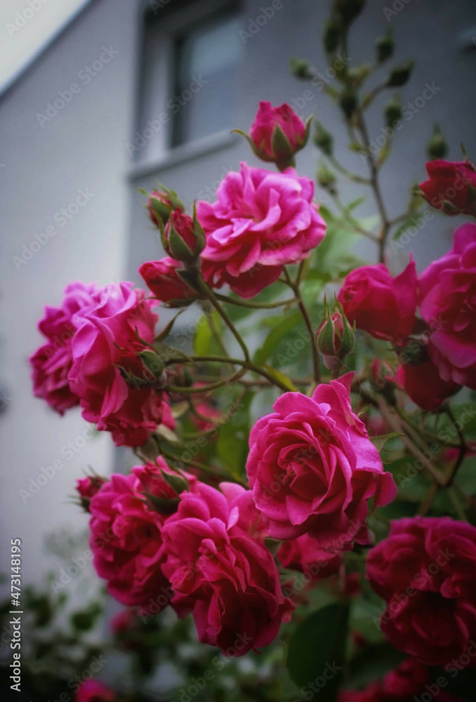 bouquet of roses