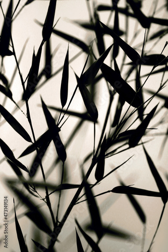 Bamboo leaves silhouette, black and white. photo